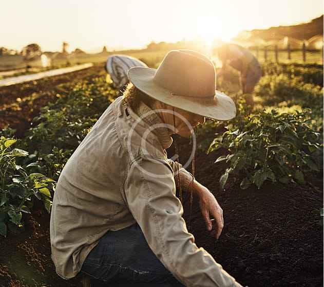 Caficultor en el campo al atardecer â€” Elodia Coffee, del campo a tu mesa