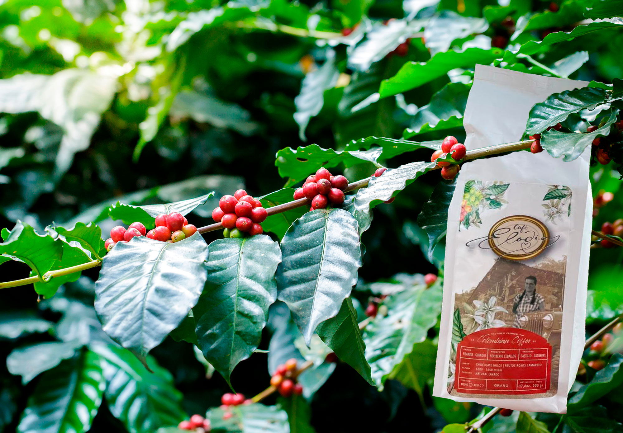 CafÃ© Elodia â€” bolsa de cafÃ© en planta de cerezas colombiana, Filandia QuindÃ­o